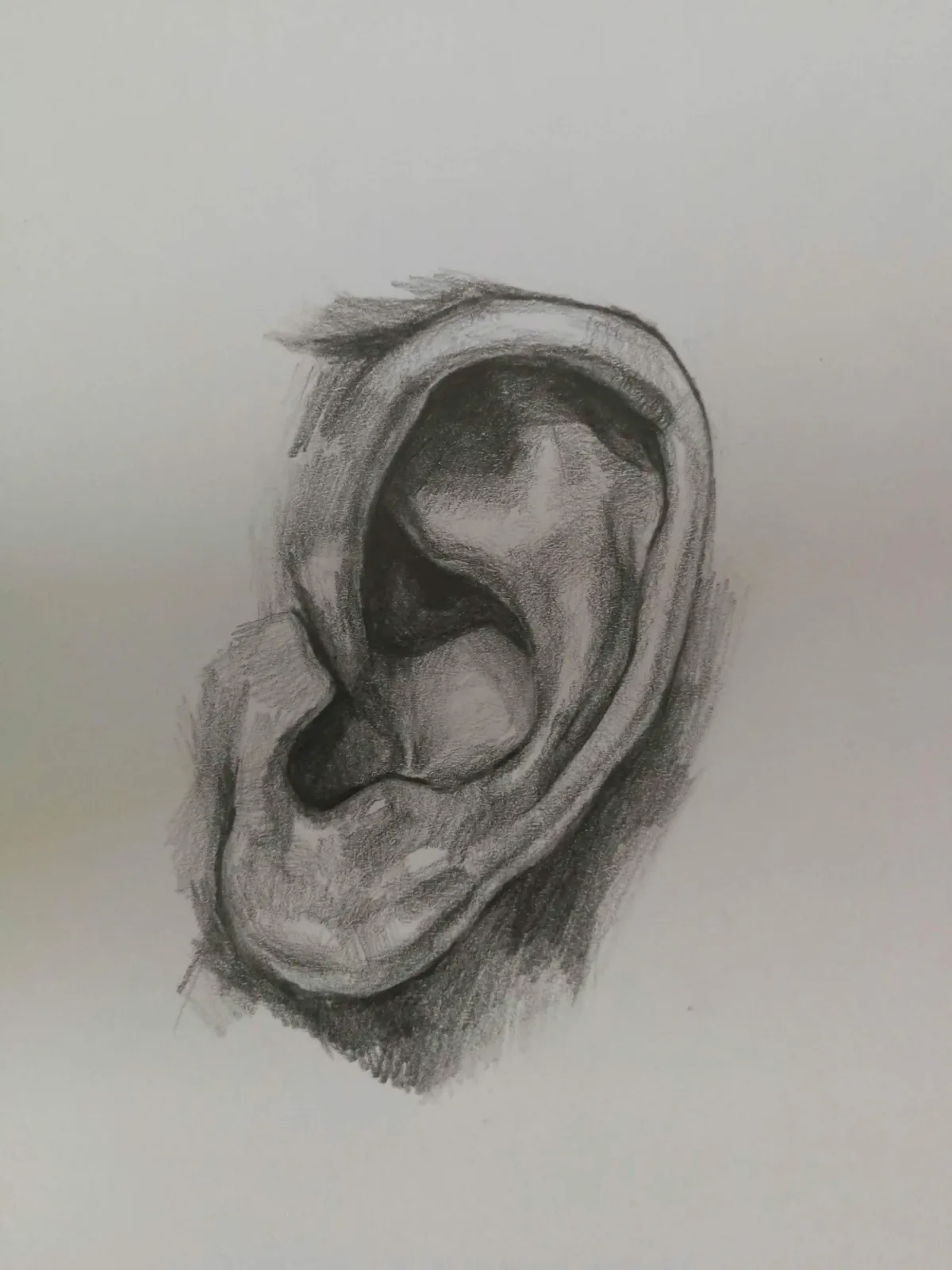 Pencil study of an ear